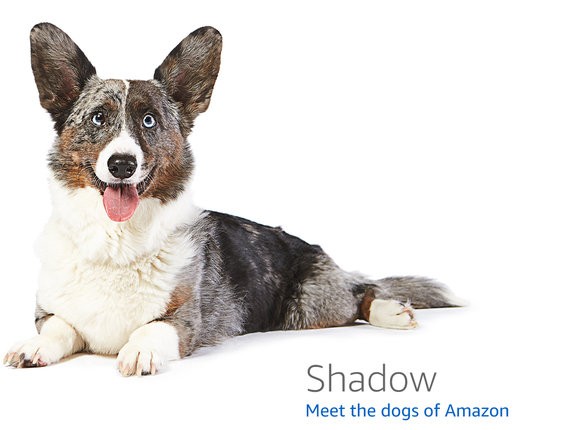 915MHz LoRa Antenna (Tuned, SMA) — — development board